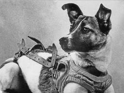 First Mammal in Orbit: Laika the Dog