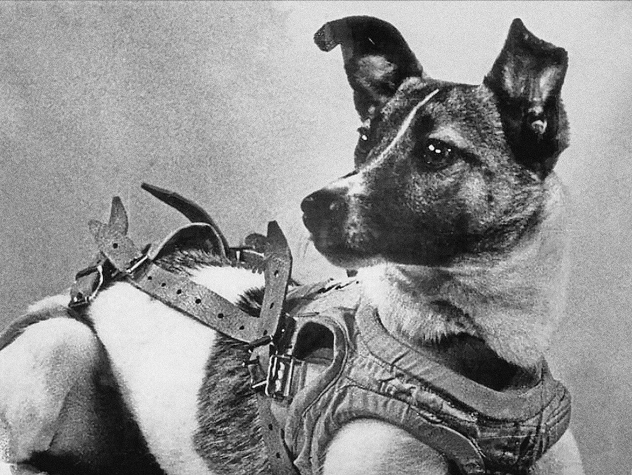 Moment image for First Mammal in Orbit: Laika the Dog