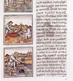 Completion of the Florentine Codex