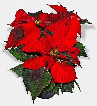 Moment image for Poinsettia: Christmas Flower of Mexico with Global Cultural Significance