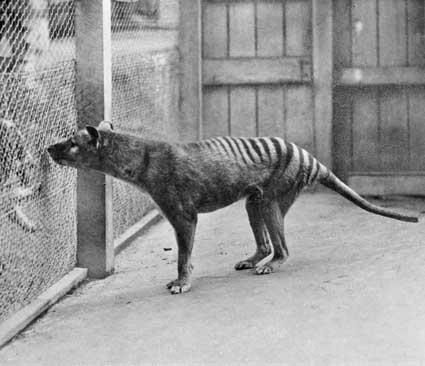 Moment image for Extinction of the Tasmaniam Tiger