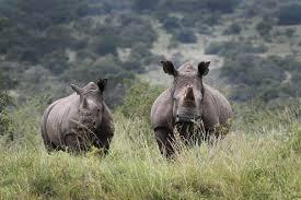 Moment image for Introduction of Endangered Black Rhinos to Rwanda