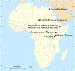 Discovery of Orrorin tugenensis Leads to Human Tree Insights