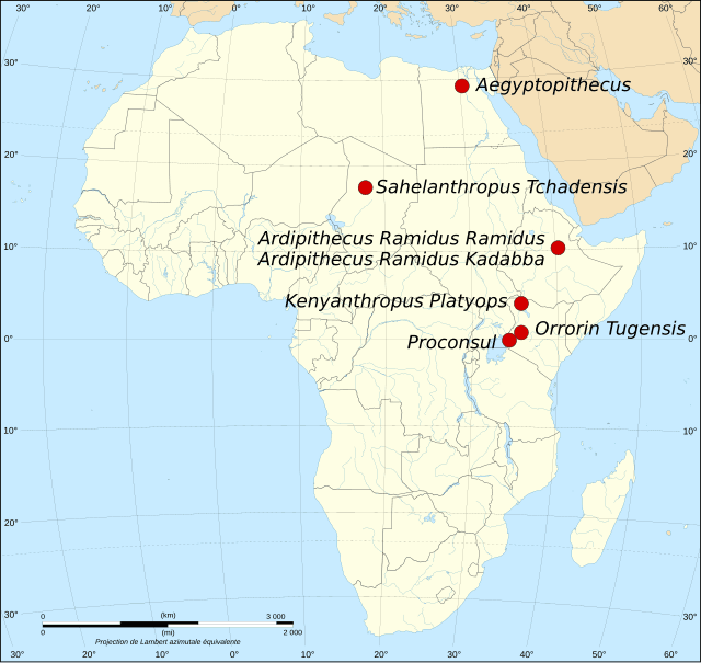 Moment image for Discovery of Orrorin tugenensis Leads to Human Tree Insights