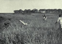 Maasai tribe territory expansion begins