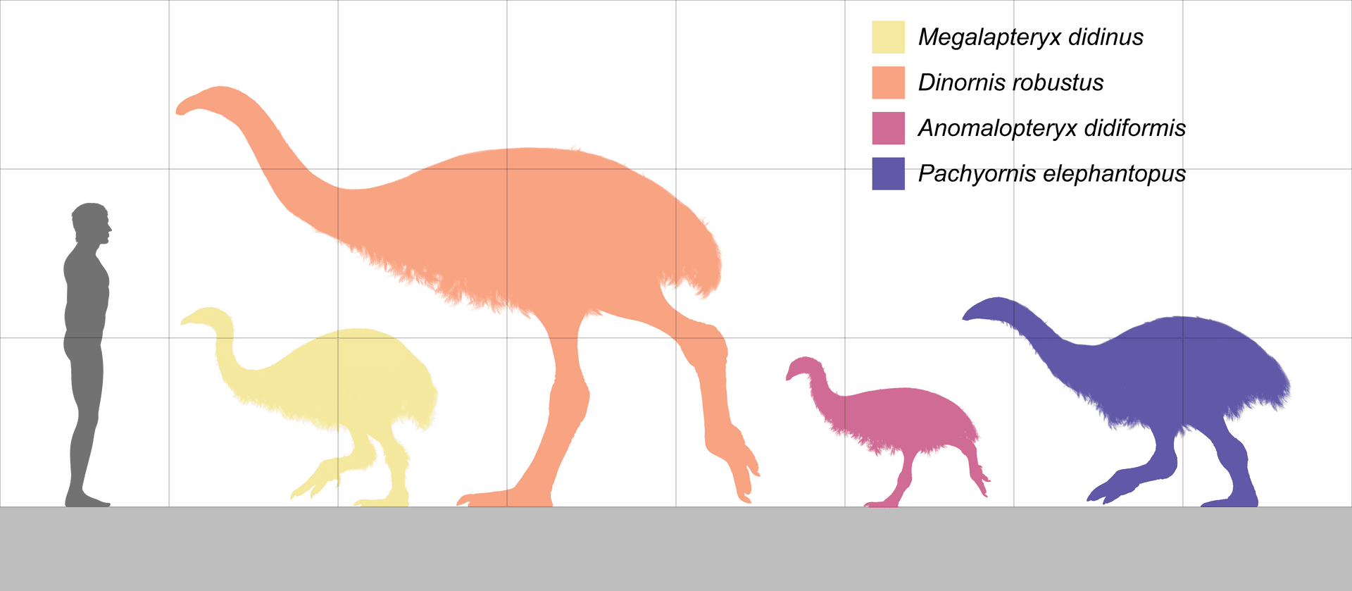 Moment image for The Moa's Probable Extinction