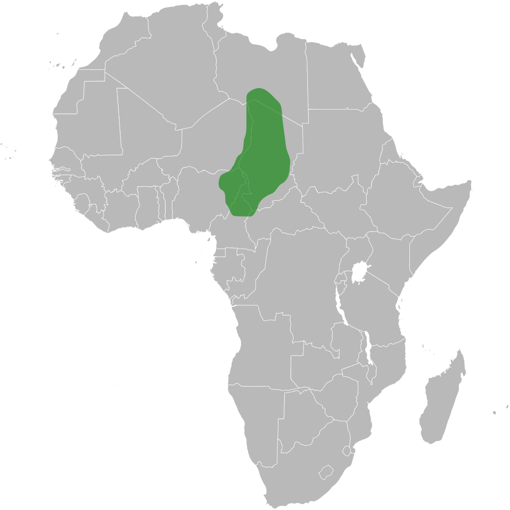 Moment image for Rise of the Kanem-Bornu Empire