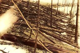 The Tunguska Event: Mysterious Cosmic Catastrophe and Alien Suspicions