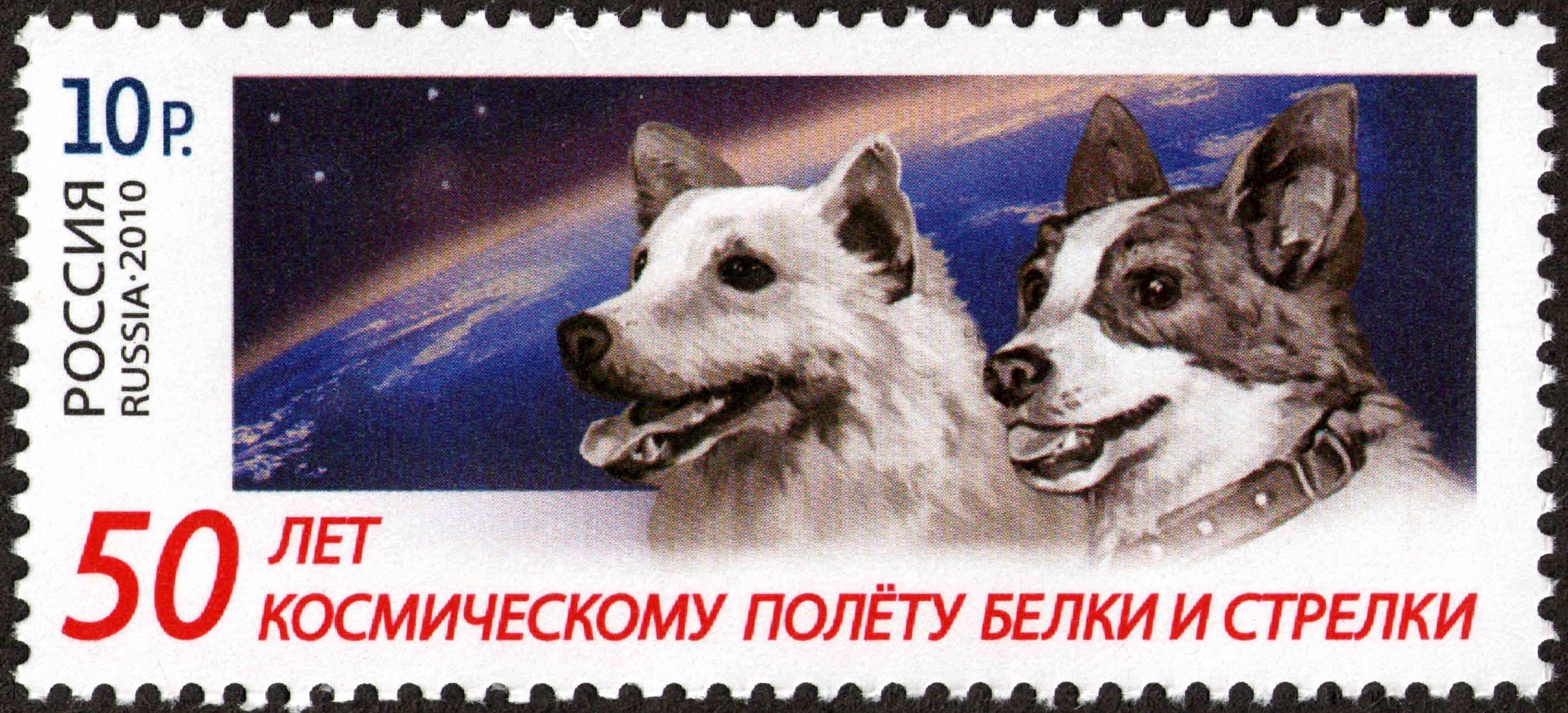Moment image for Belka and Strelka: Earth's First Orbiting Animals