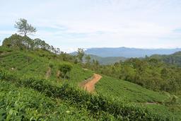 History of the Tea Industry in Ceylon