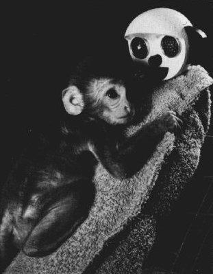 Moment image for Harry Harlow's experiments with rhesus monkeys