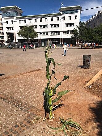 Moment image for Morocco implements a nationwide lockdown due to the COVID-19 pandemic