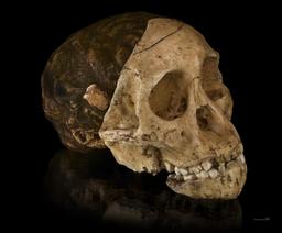 Discovery of the “Taung child”