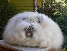 Commitment to Stop Using Angora Wool