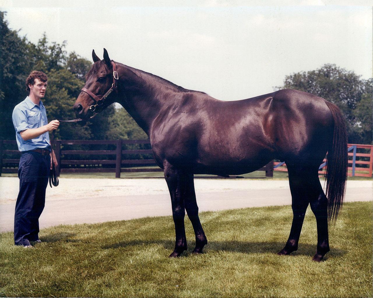 Moment image for Seattle Slew triumphs in fast track race with Jean Cruguet, Billy Turner Jr., and Karen Taylor.