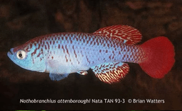 Nothobranchius attenboroughi fish species named after Attenborough