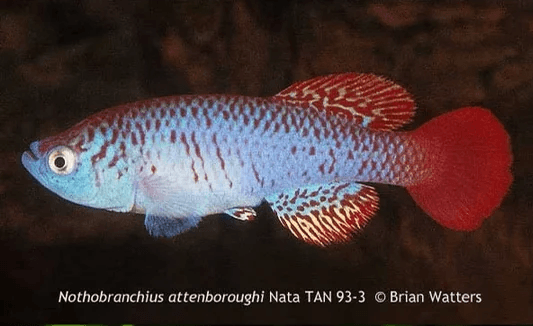 Moment image for Nothobranchius attenboroughi fish species named after Attenborough