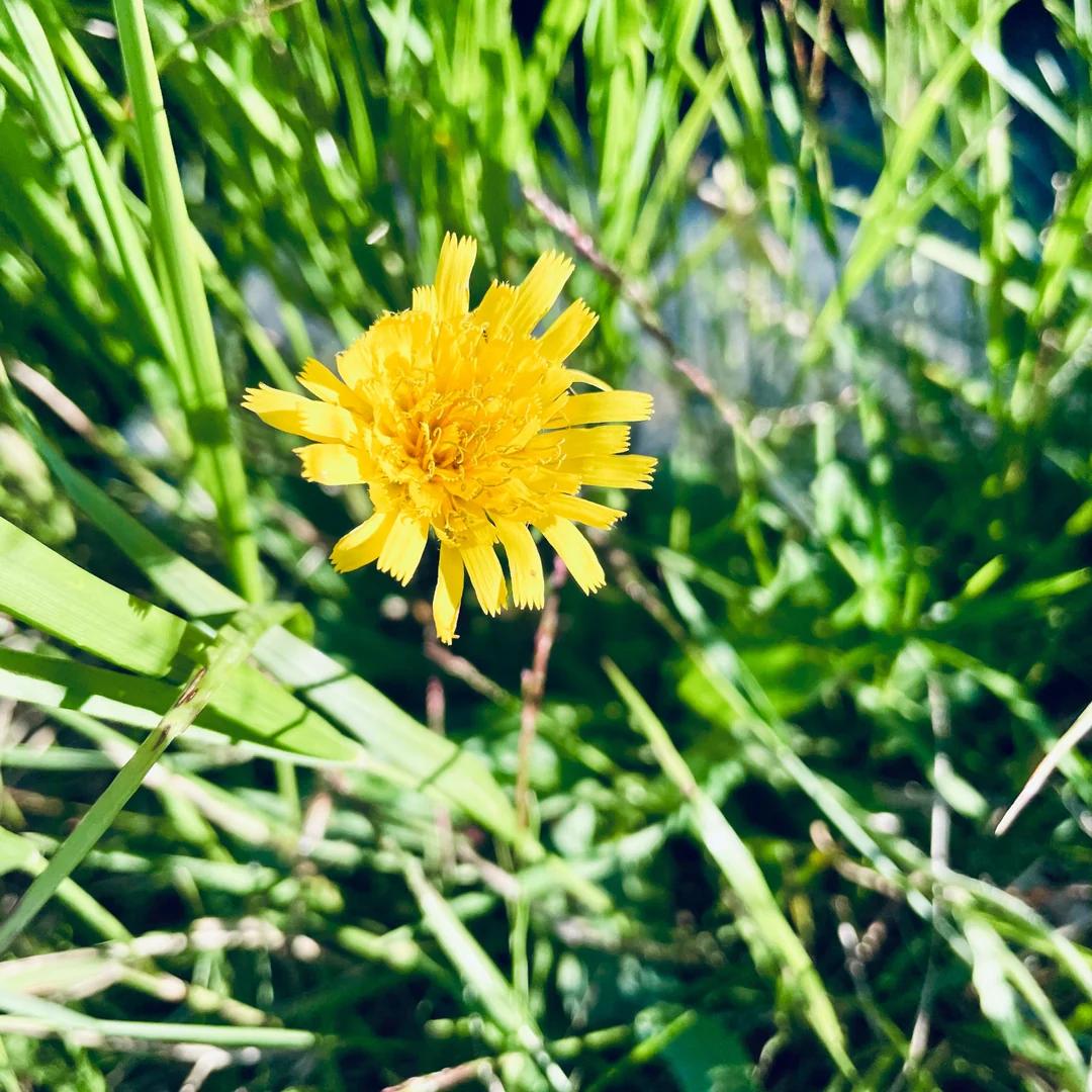 Moment image for New Hawkweed Species Named in Honor of Sir David Attenborough