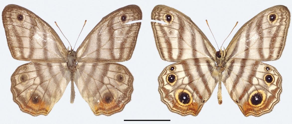 Moment image for Rare Amazonian butterfly named after Sir David Attenborough