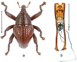 New Beetle Species Named in Honor of Sir David Attenborough's Contributions to Nature