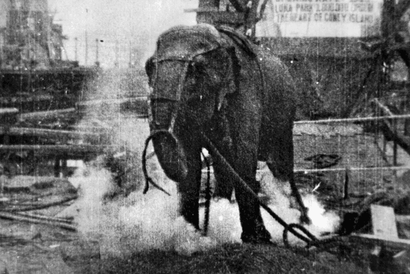 Moment image for Edison's 'Electrocuting an Elephant' - Early film on electric current dangers and animal welfare.