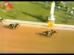 Canonero II shines in the race with Gustavo Ávila, under Trainer Juan Arias and Owner Edgar Caibett.