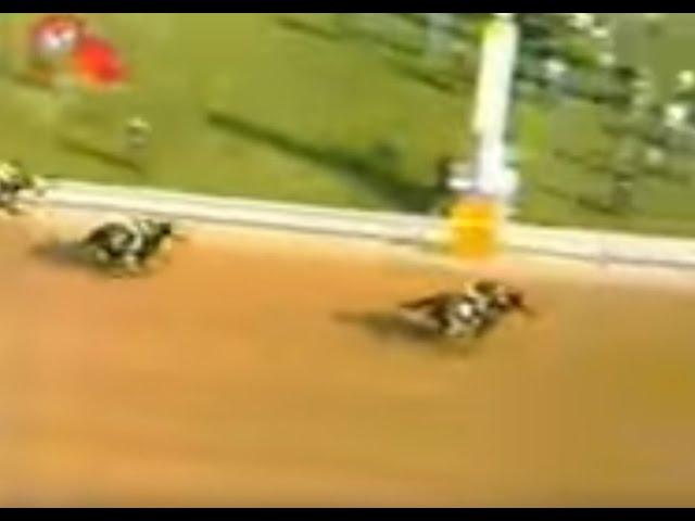 Moment image for Canonero II shines in the race with Gustavo Ávila, under Trainer Juan Arias and Owner Edgar Caibett.