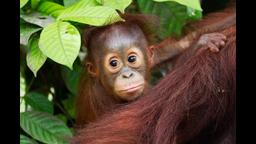 Brunei, along with Indonesia and Malaysia, signs a "Rainforest Declaration", agreeing to conserve a large area of Borneo that is home to rare species.