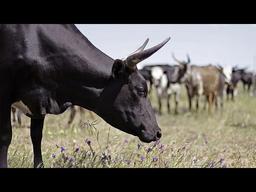 Repaying Debt with Cattle: Chad's $100 Million Payment to Angola Begins