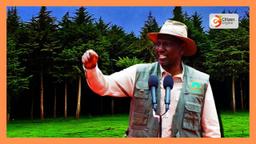 President Ruto lifts logging ban in Mau Forest