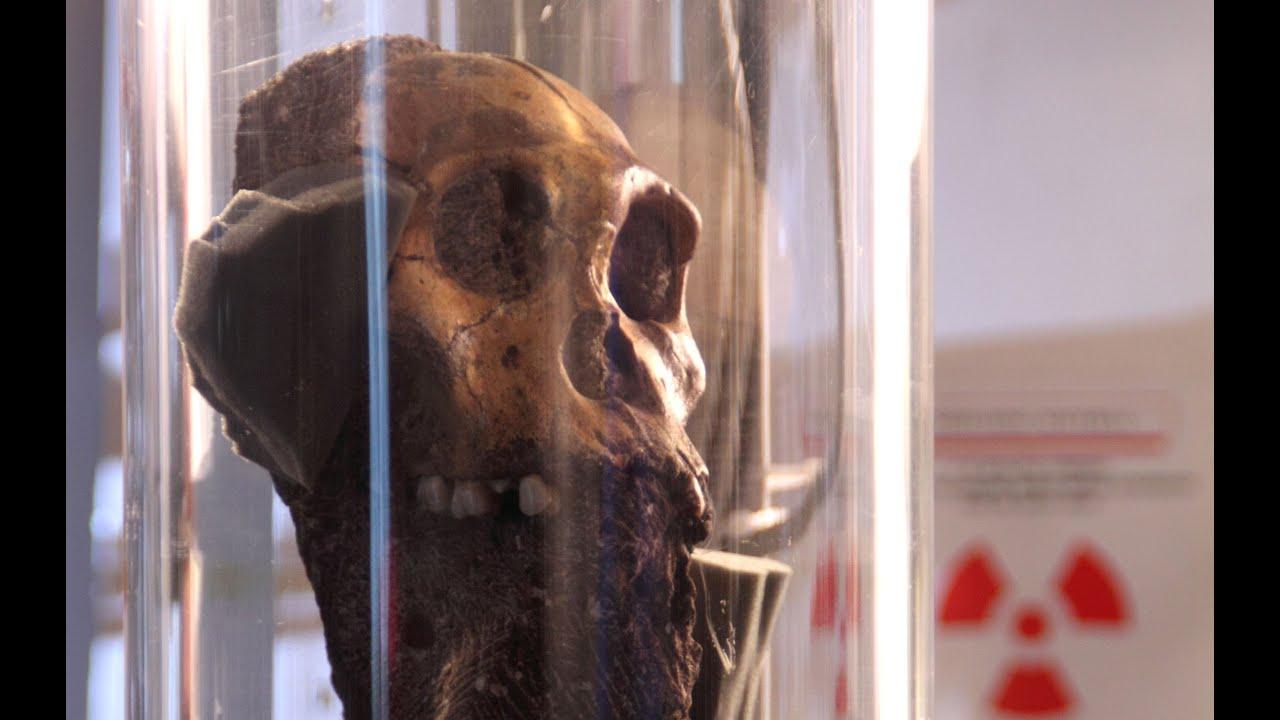 Moment image for Ancient toe fossil reveals earliest cancer evidence