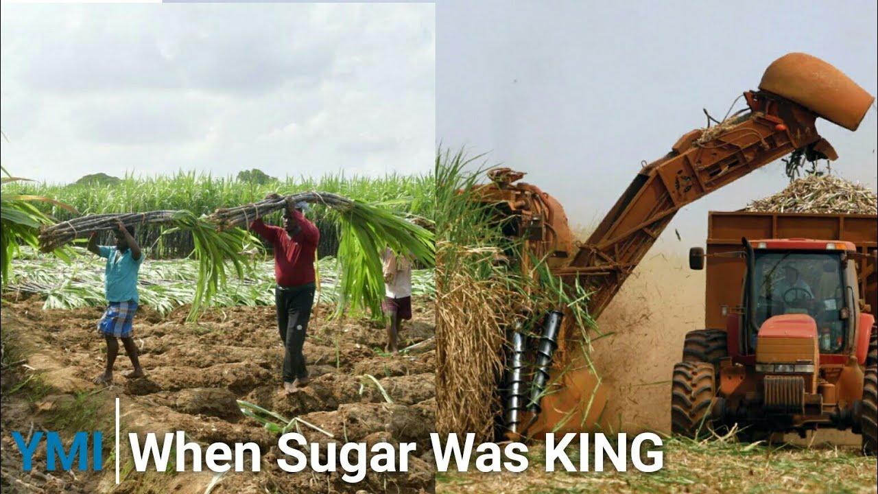 Moment image for Struggles of the Sugar Industry
