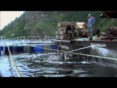 Moment image for Documentary about rescuing a stranded whale, narrated and produced by a celebrity.