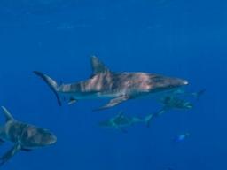 Establishing the World's Largest Shark Sanctuary to Protect Ocean Ecosystems and Marine Biodiversity