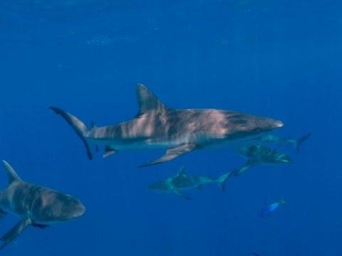 Moment image for Establishing the World's Largest Shark Sanctuary to Protect Ocean Ecosystems and Marine Biodiversity