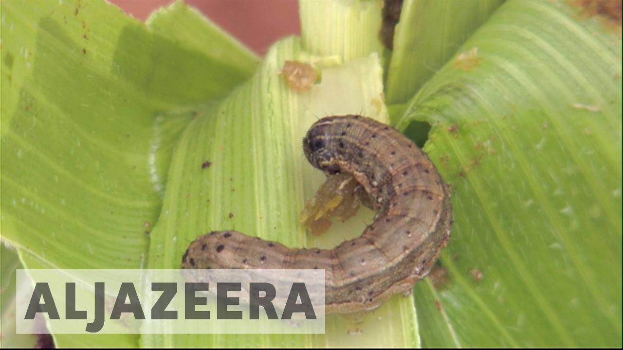 Moment image for Outbreak of Armyworms Reported in Zomba, Affecting Local Agriculture