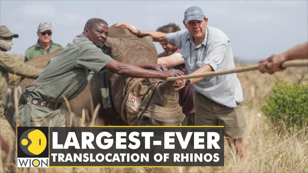 Moment image for White Rhinos Flown from South Africa to Rwanda