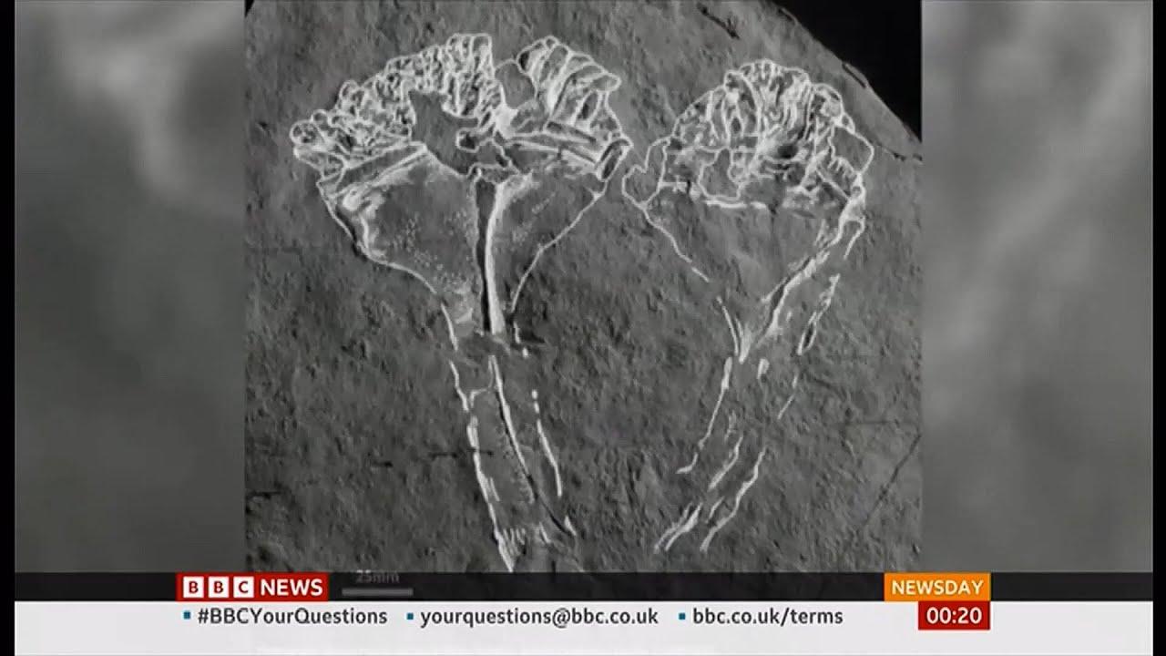 Moment image for First animal predator fossil named after David Attenborough