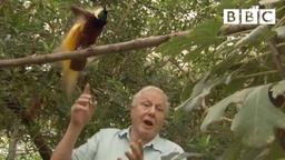 BBC Two Features Attenborough's Documentaries on Paradise and Big Birds