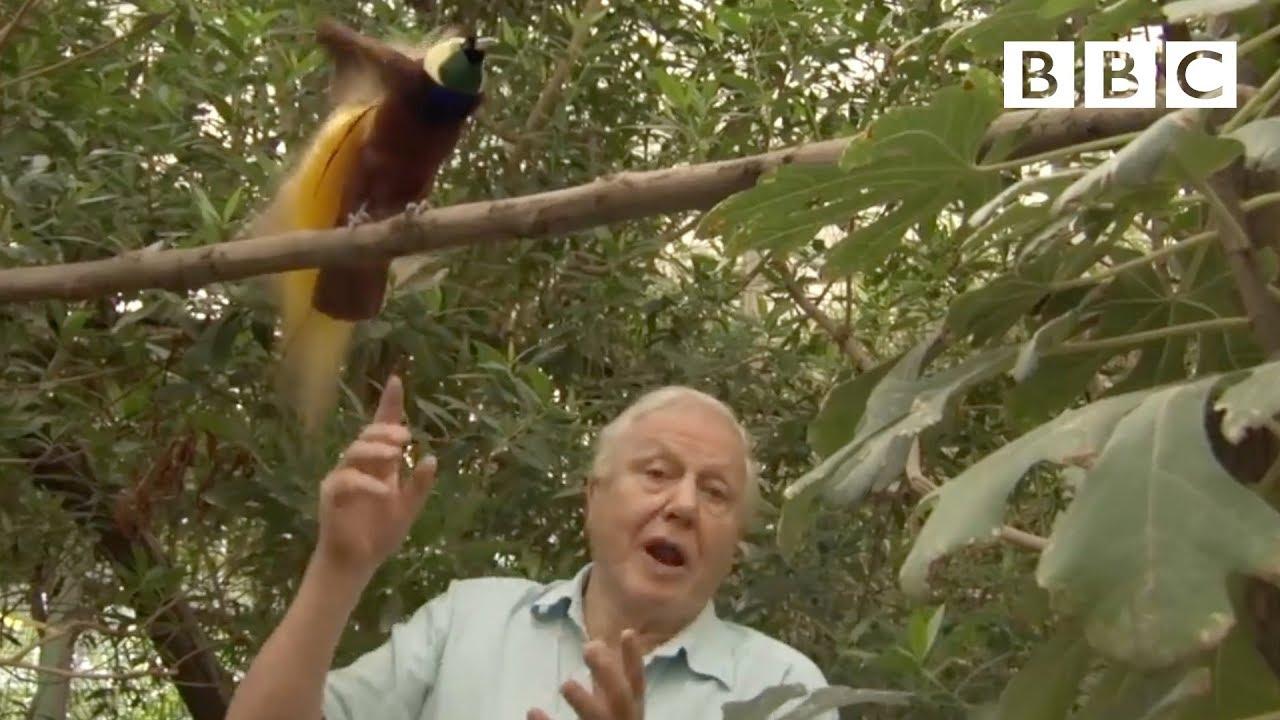 Moment image for BBC Two Features Attenborough's Documentaries on Paradise and Big Birds