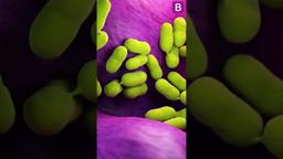 Muller Recalls Six Cadbury Desserts