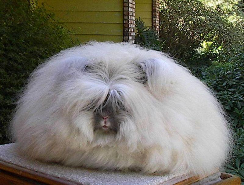 Moment image for Commitment to Stop Using Angora Wool