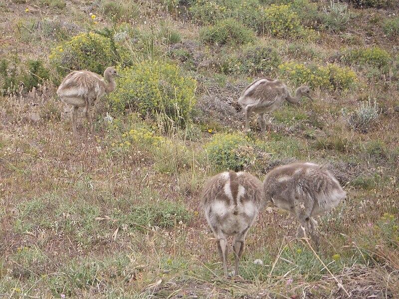 Moment image for Darwin's Rhea Observation: Key Evidence for Evolutionary Theory
